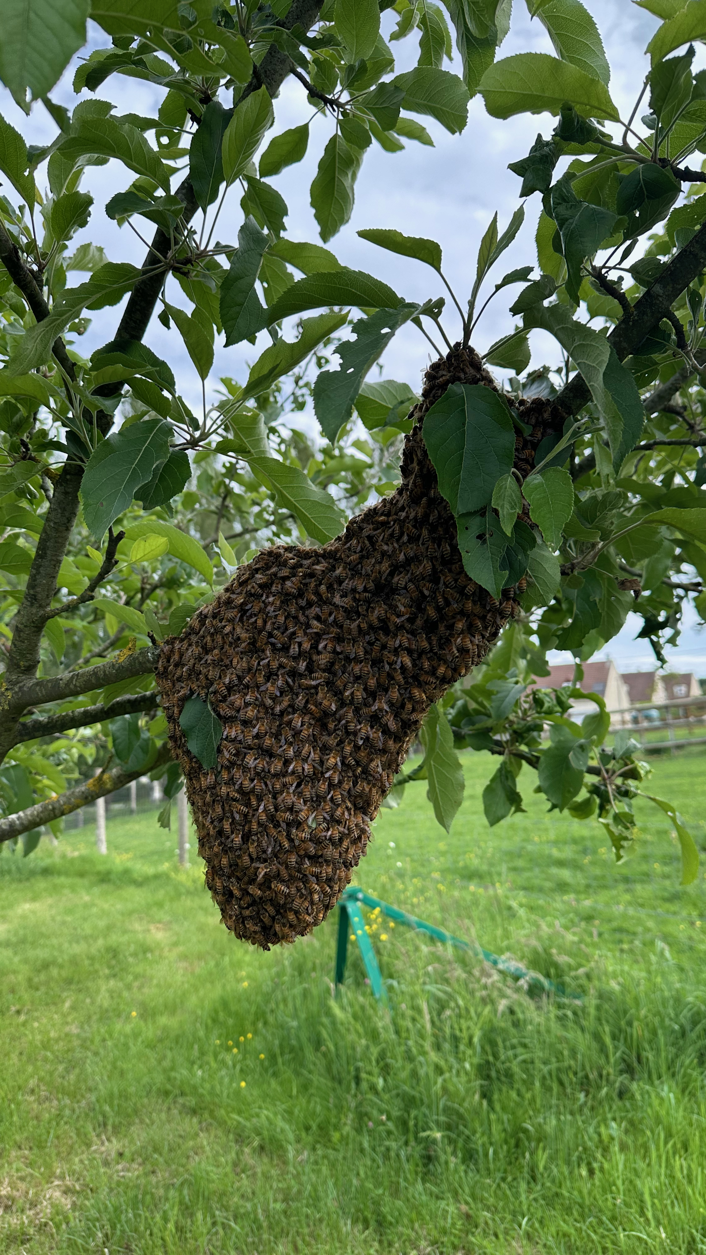 Essaim d'abeilles