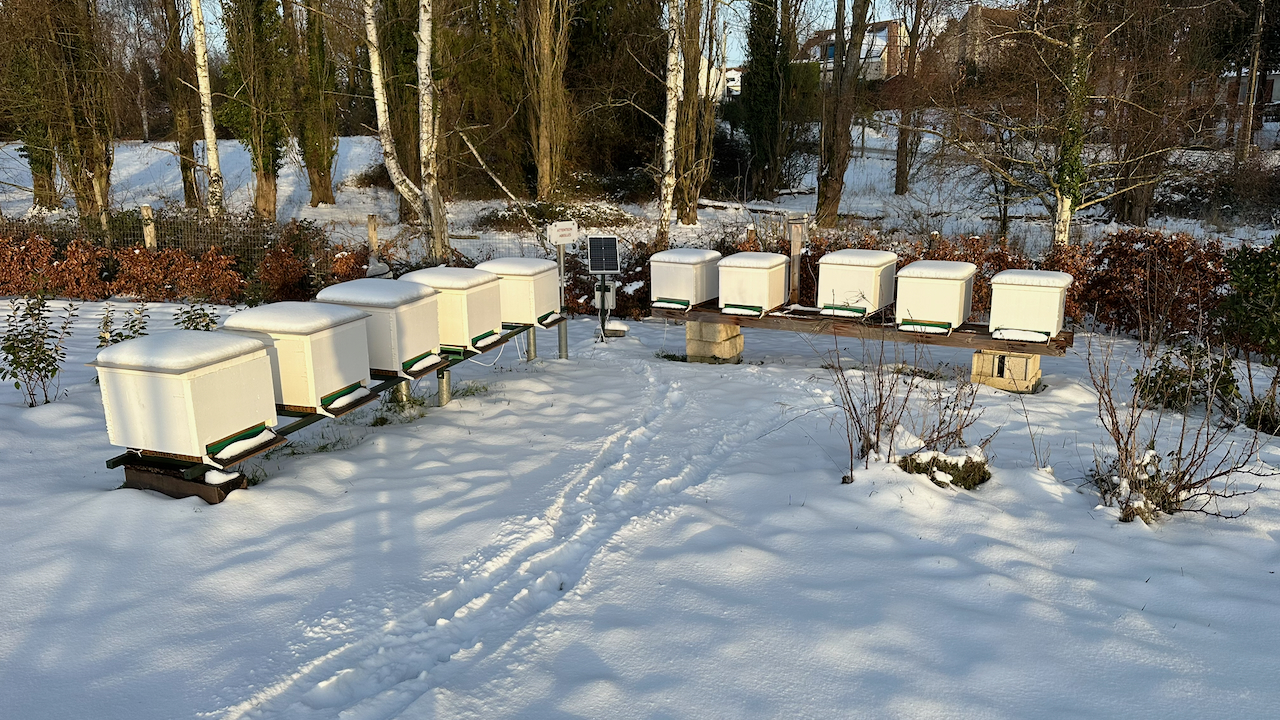 Le rucher en hiver